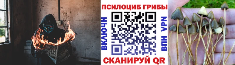 Купить закладки  Короча  Псилоцибиновые грибы прущие грибы 